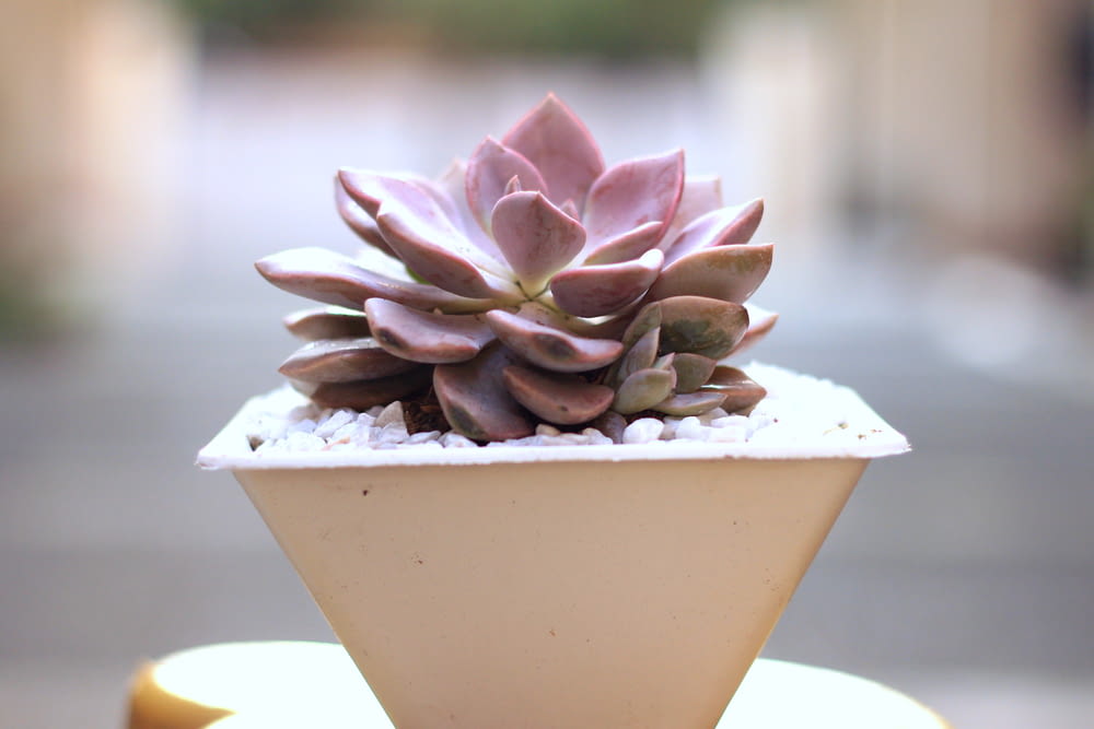 pink and green succulent plant in white ceramic bowl