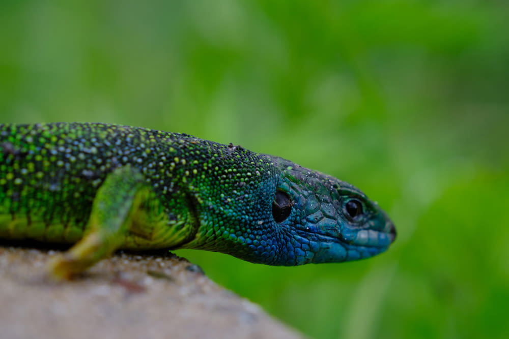 green and black lizard on brown rock