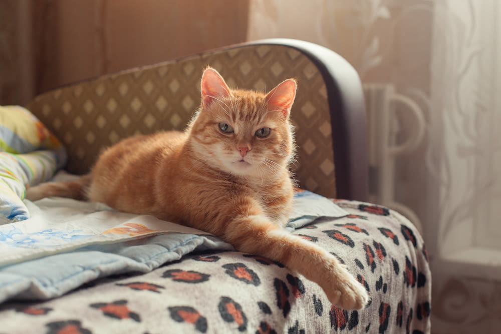 chat tigré orange sur textile blanc et bleu