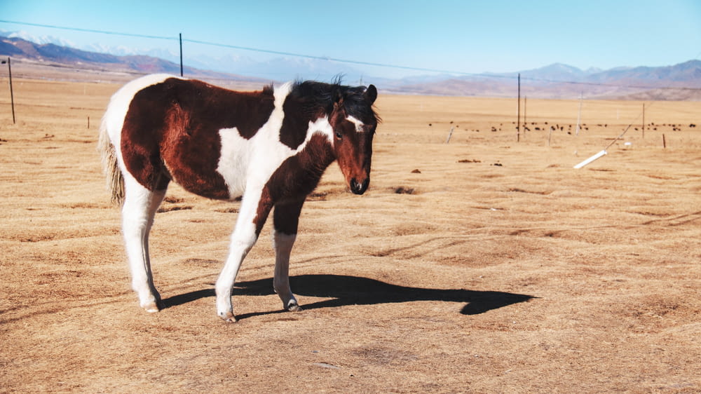 brown and white horse on brown field during daytime