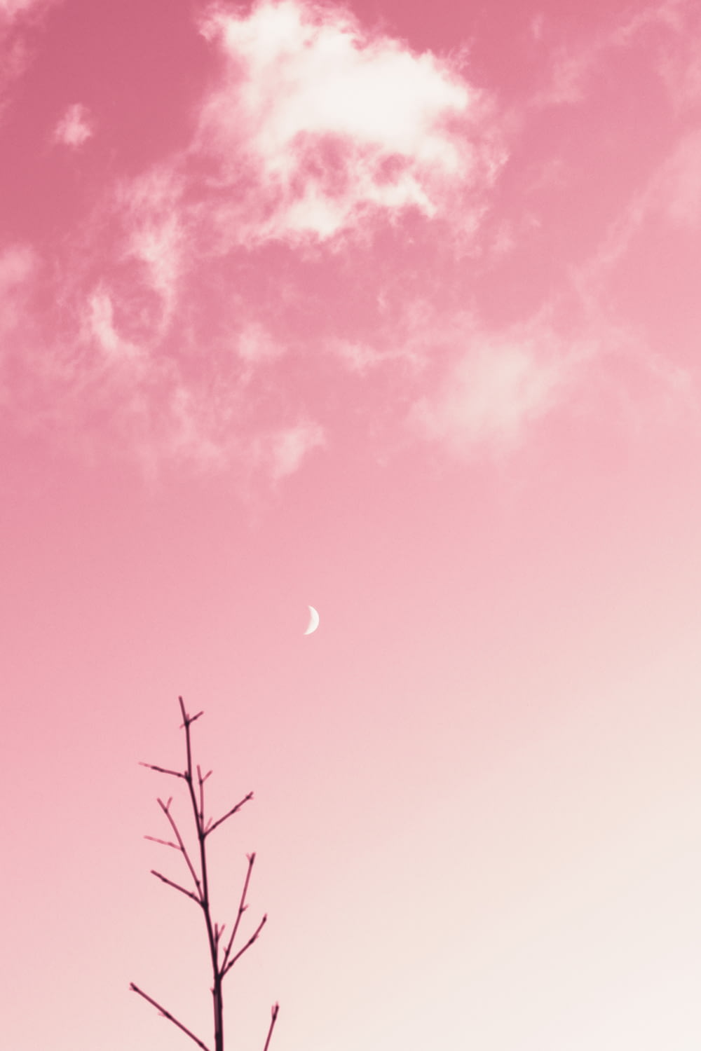 ciel rose et bleu avec lune