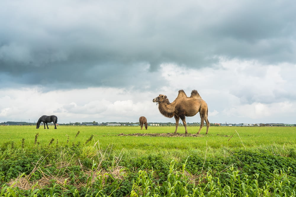 camels on green grass field under cloudy sky during daytime