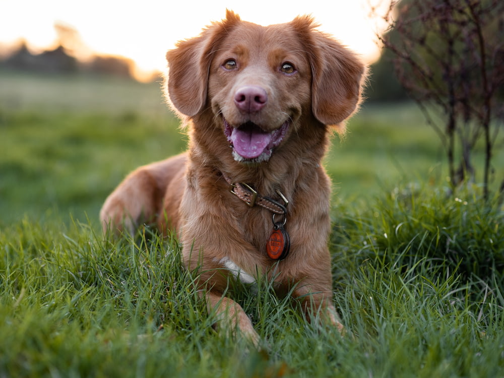 cão marrom de pelagem curta no campo de grama verde durante o dia