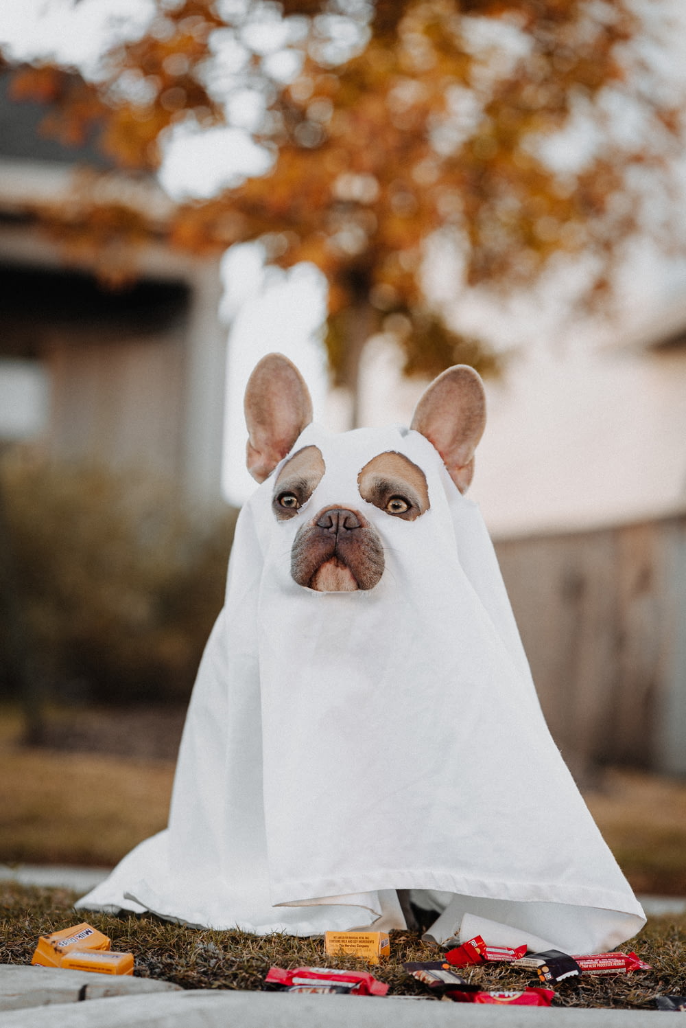 흰색 프랑스 불독 강아지는 흰색 섬유로 덮여 있습니다.