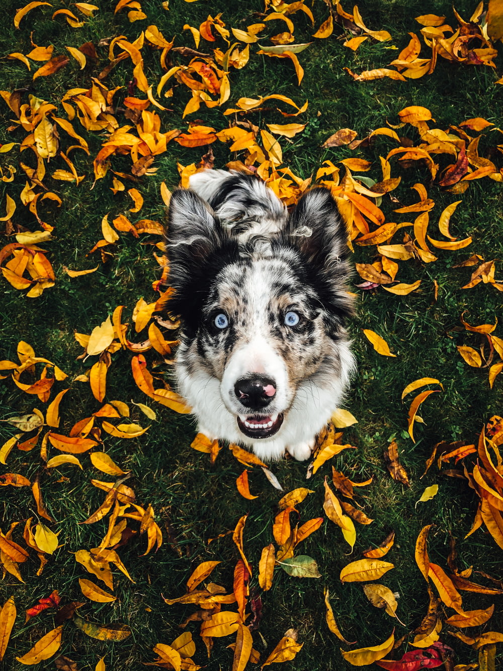 white and black short coated dog on brown dried leaves