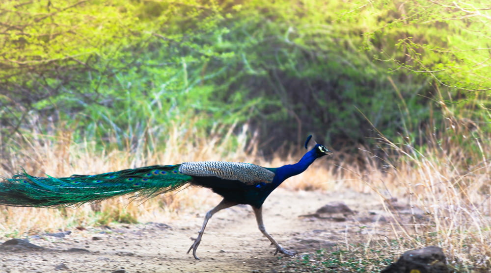peacock on green grass during daytime