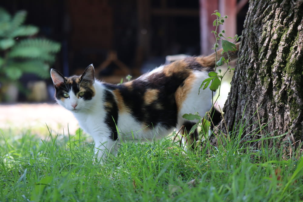 Calico Katze auf grünem Grasfeld