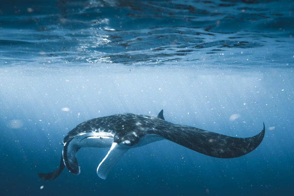 baleine noire et blanche dans l’eau