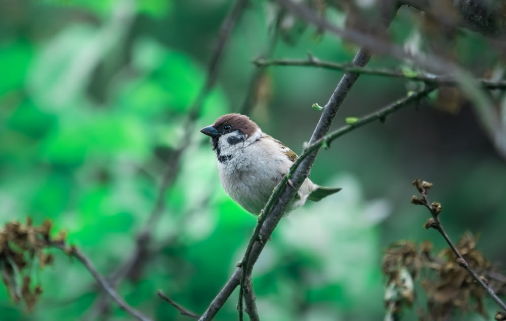 white and brown bird on tree branch