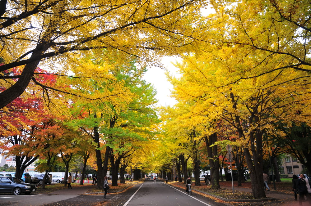 昼間の灰色のコンクリート道路に黄色と緑の木々