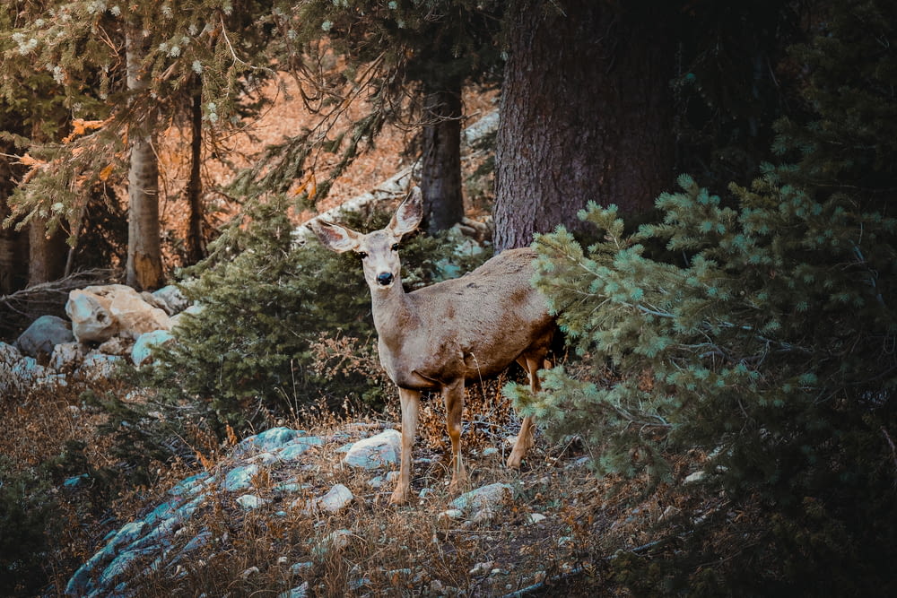 brown deer standing on rocky ground surrounded by trees during daytime