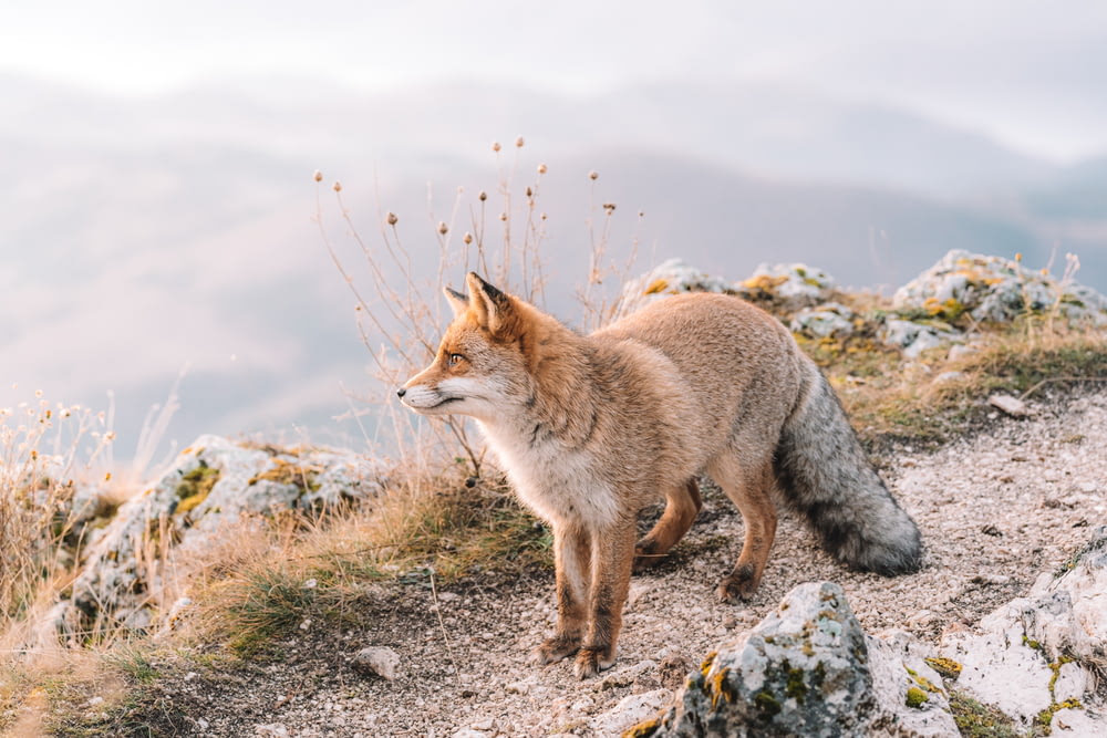 brown fox on gray ground during daytime