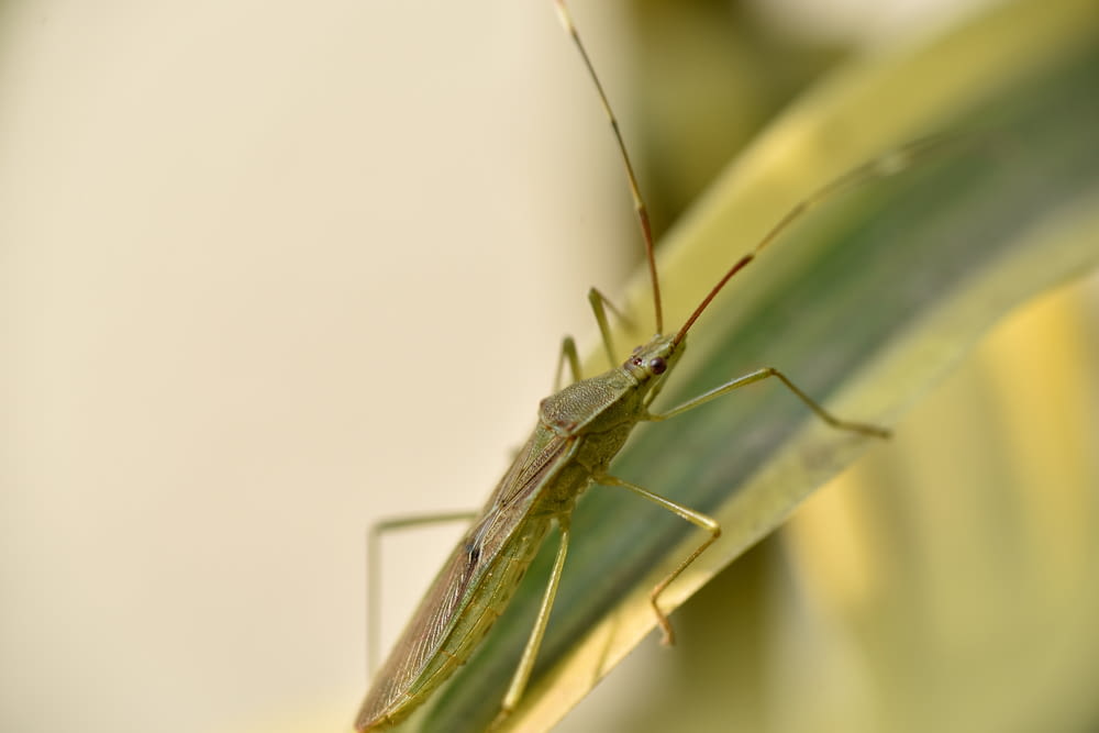 green grasshopper on white surface
