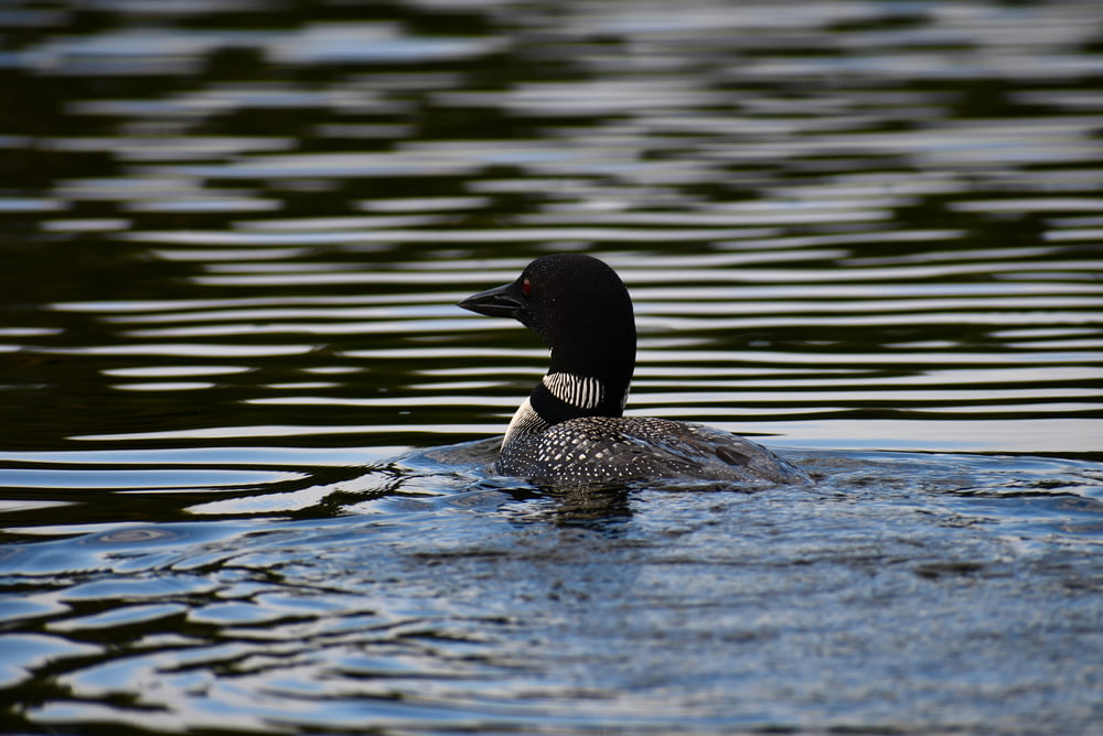 black and white duck on water during daytime