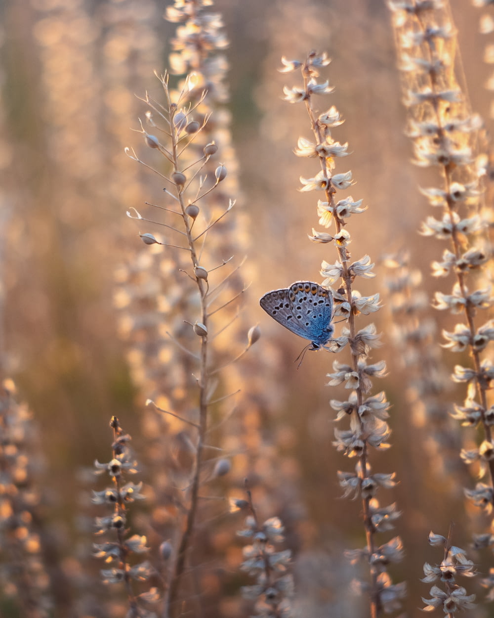 borboleta azul empoleirada na planta marrom durante o dia