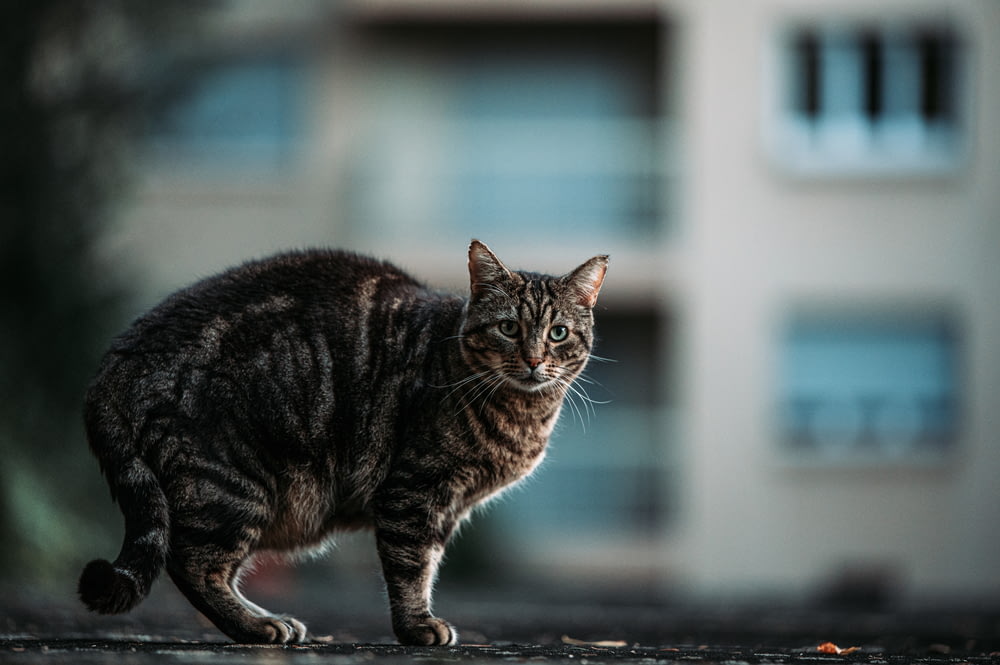 brown tabby cat on black concrete floor
