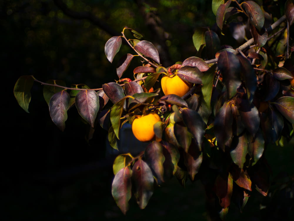yellow round fruit on tree during daytime