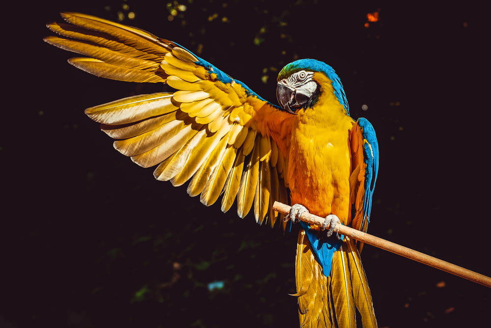 papagaio azul e verde amarelo