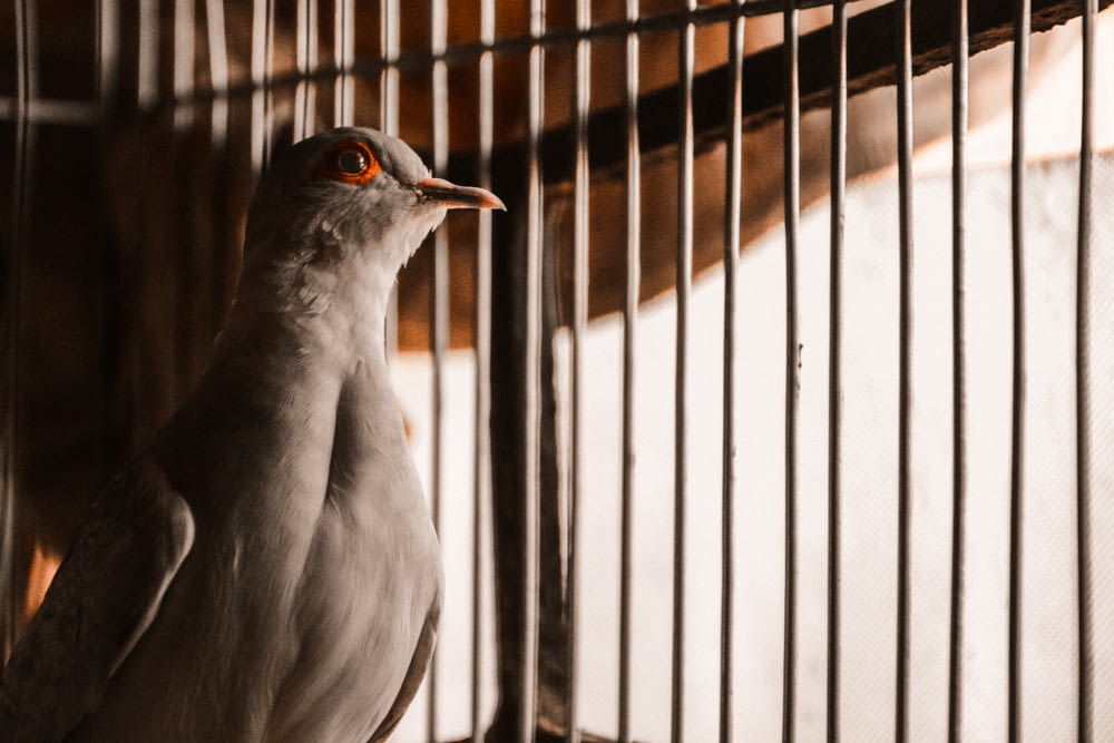 white and gray bird on black metal cage