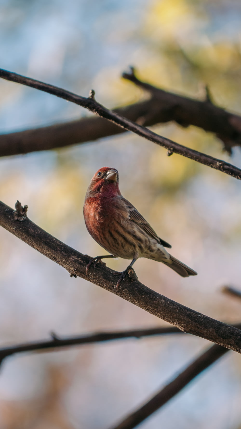 brown and red bird on tree branch