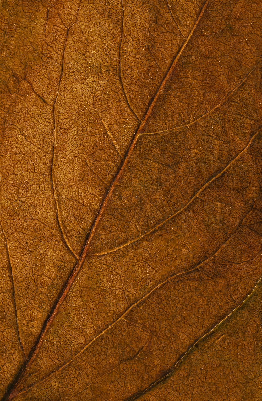 brown and black leaf in close up photography