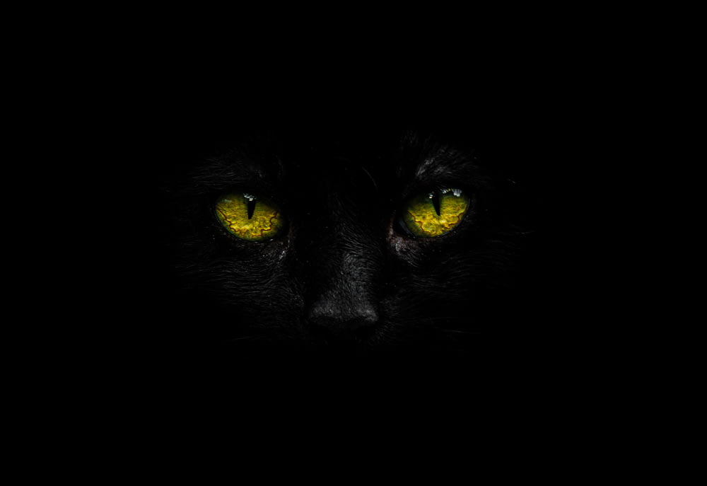 gato negro en fotografía de primer plano