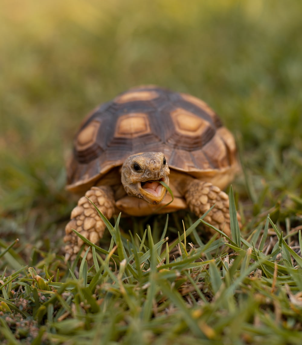 tartaruga marrom e preta na grama verde durante o dia