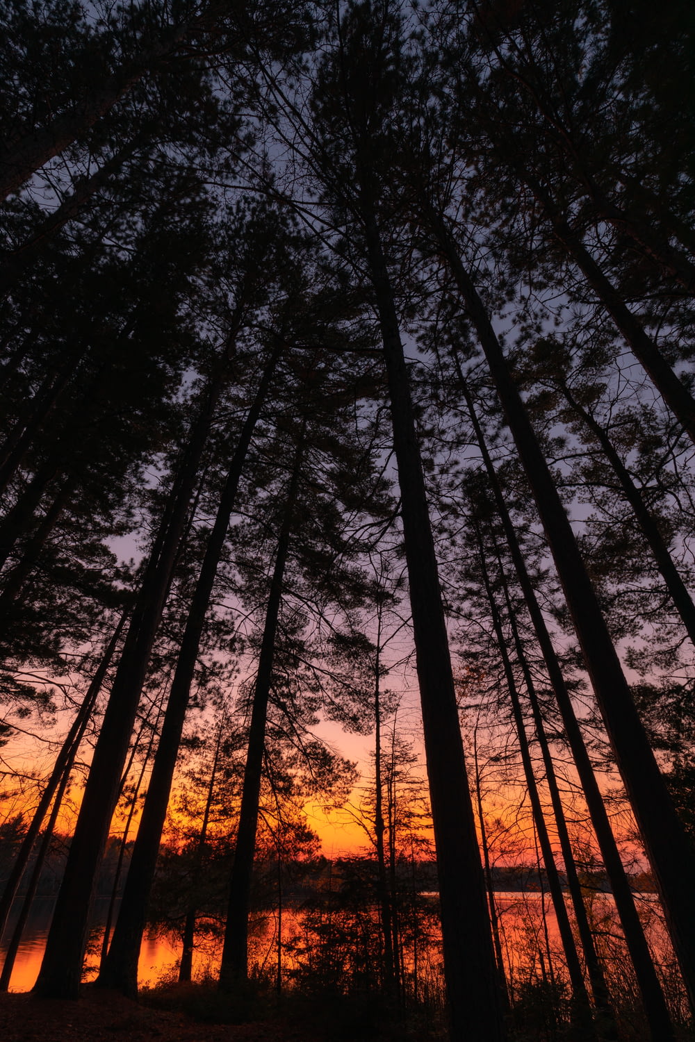 low angle photography of trees during sunset
