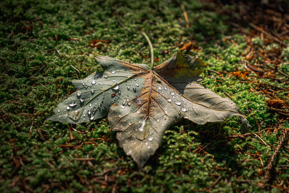 grey leaf on green grass
