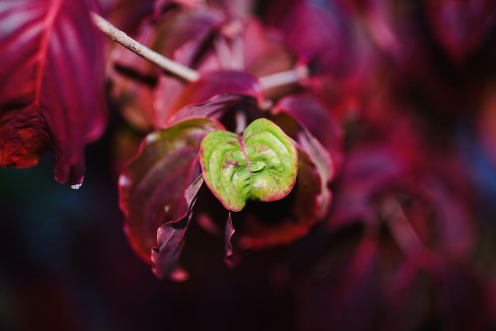 red and green flower bud in close up photography
