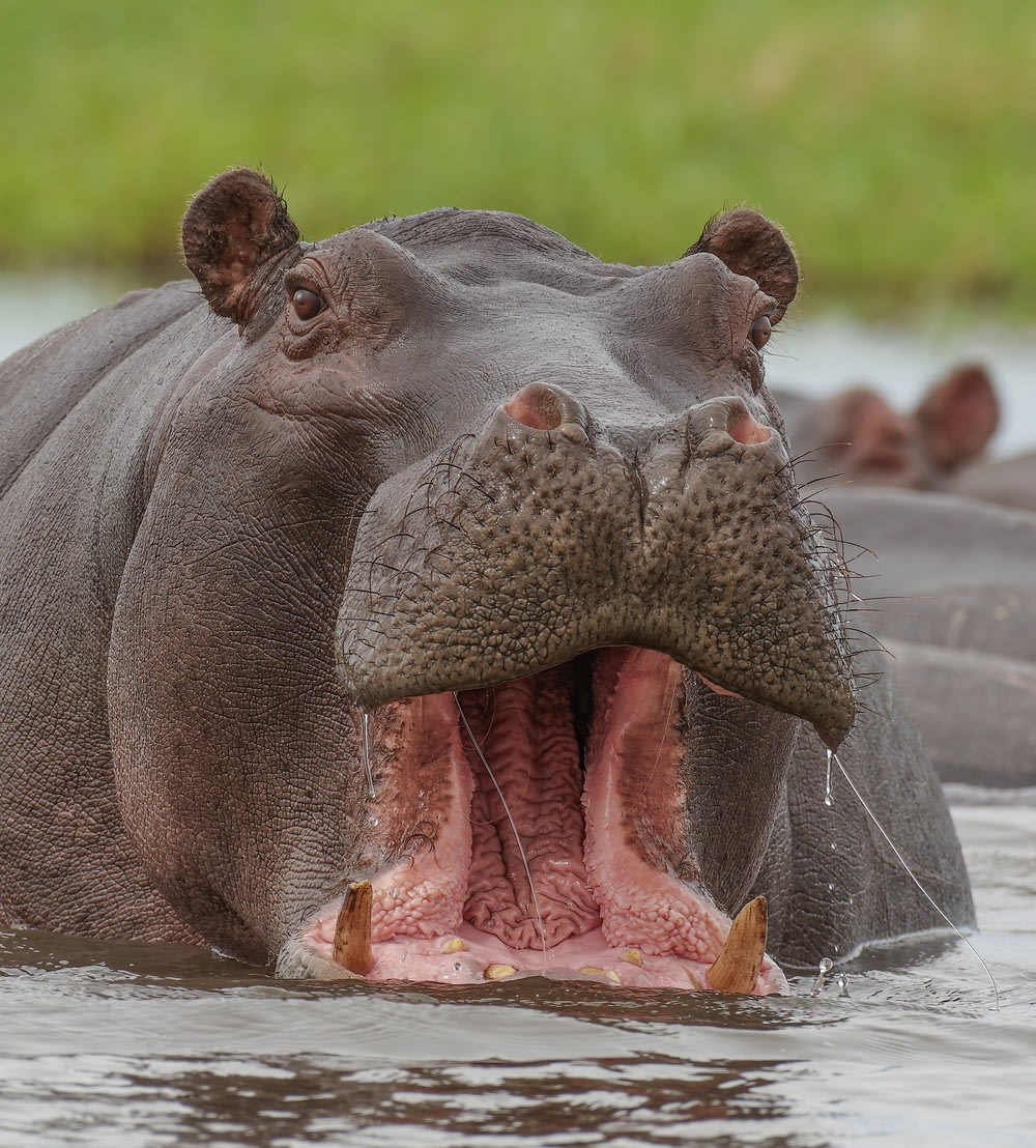 a hippopotamus with its mouth open in the water