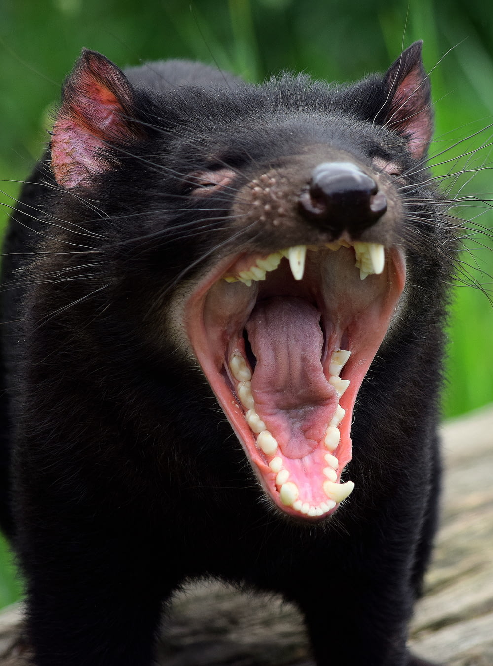 black cat showing tongue during daytime