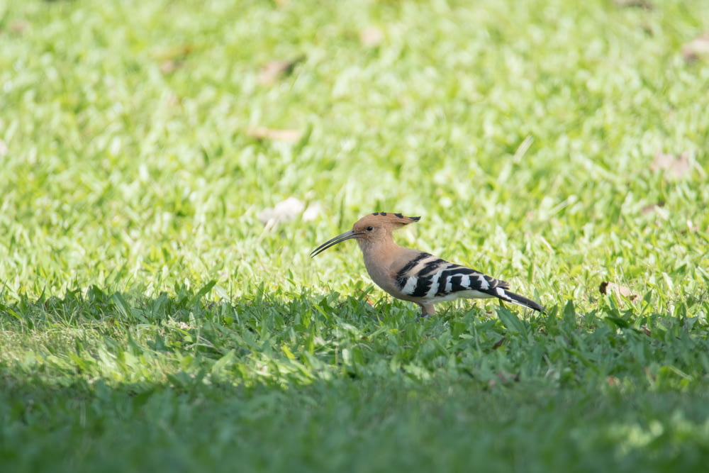 pájaro marrón y negro en la hierba verde durante el día