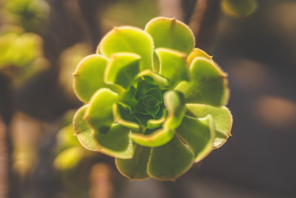 green flower in macro shot