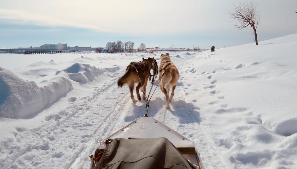 brown and white dogs on snow covered ground during daytime