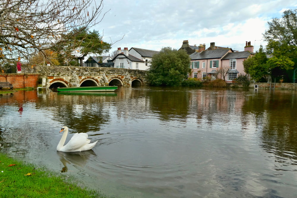 white swan on river near houses during daytime