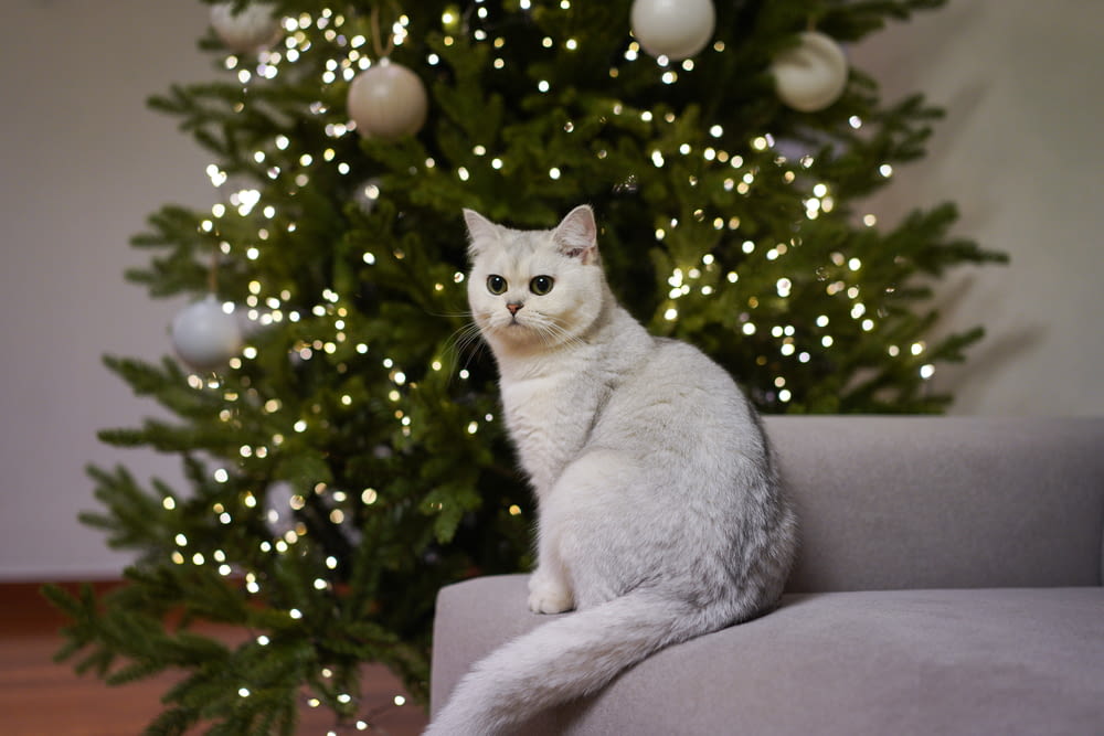 white cat on gray sofa chair