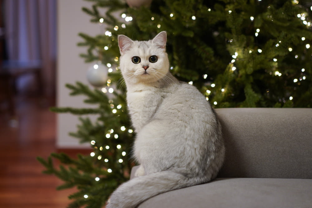 white cat sitting on gray sofa chair beside green christmas tree with string lights
