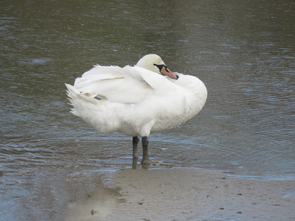 white swan on water during daytime