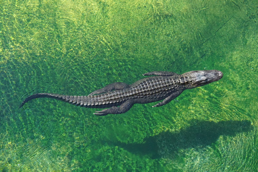 Krokodil im Gewässer
