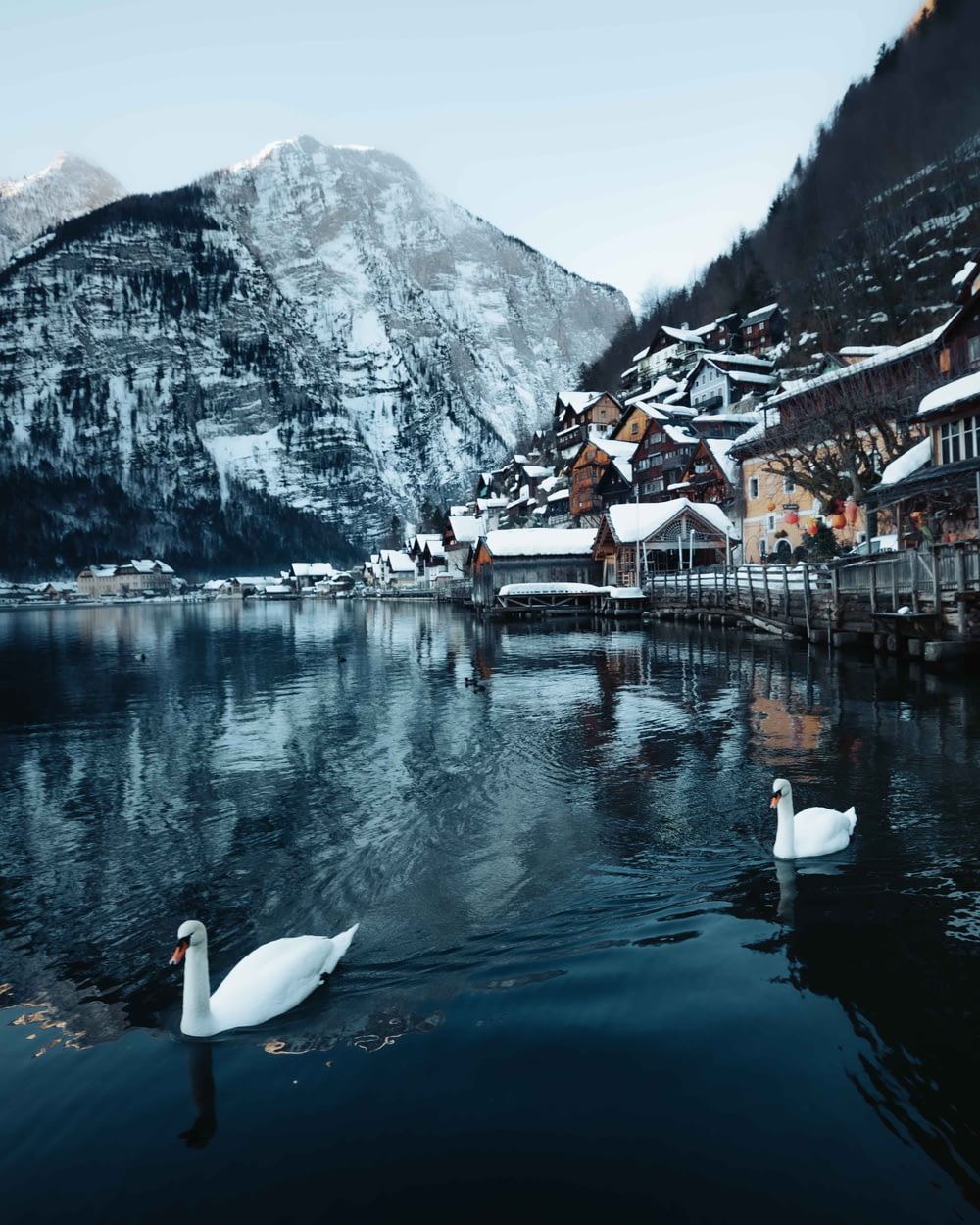 white swan on water near houses and mountain during daytime