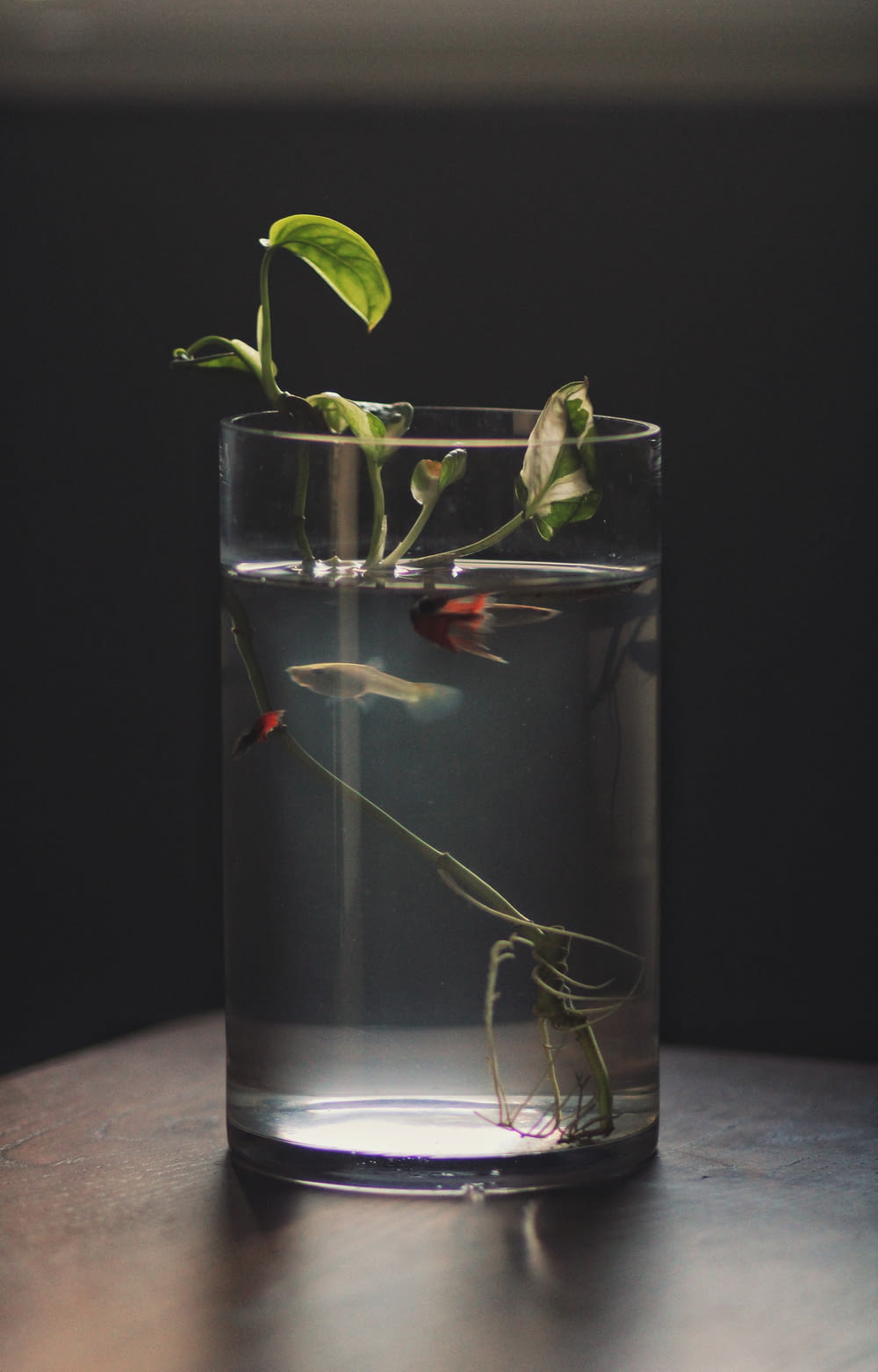 clear drinking glass with red and yellow fish
