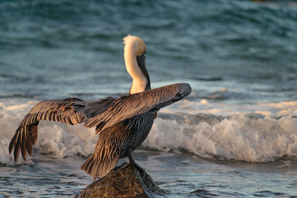 pelicano marrom na rocha perto do corpo de água durante o dia