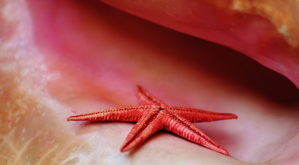 brown starfish on white surface