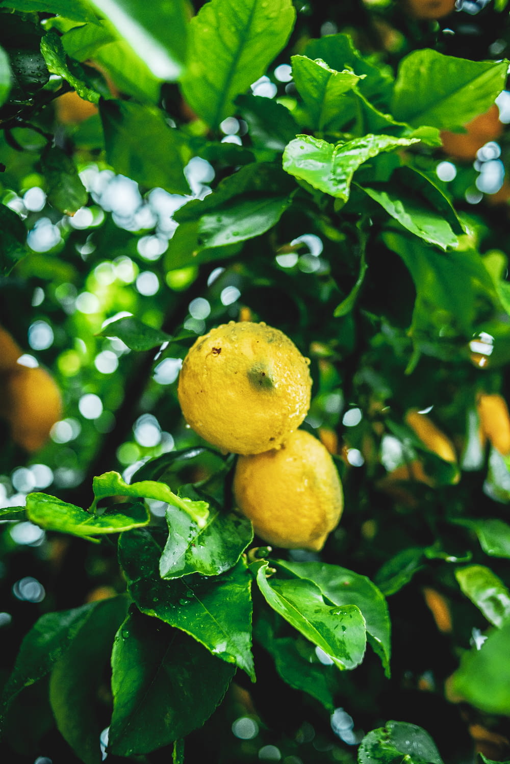 Fruit de citron jaune sur feuilles vertes