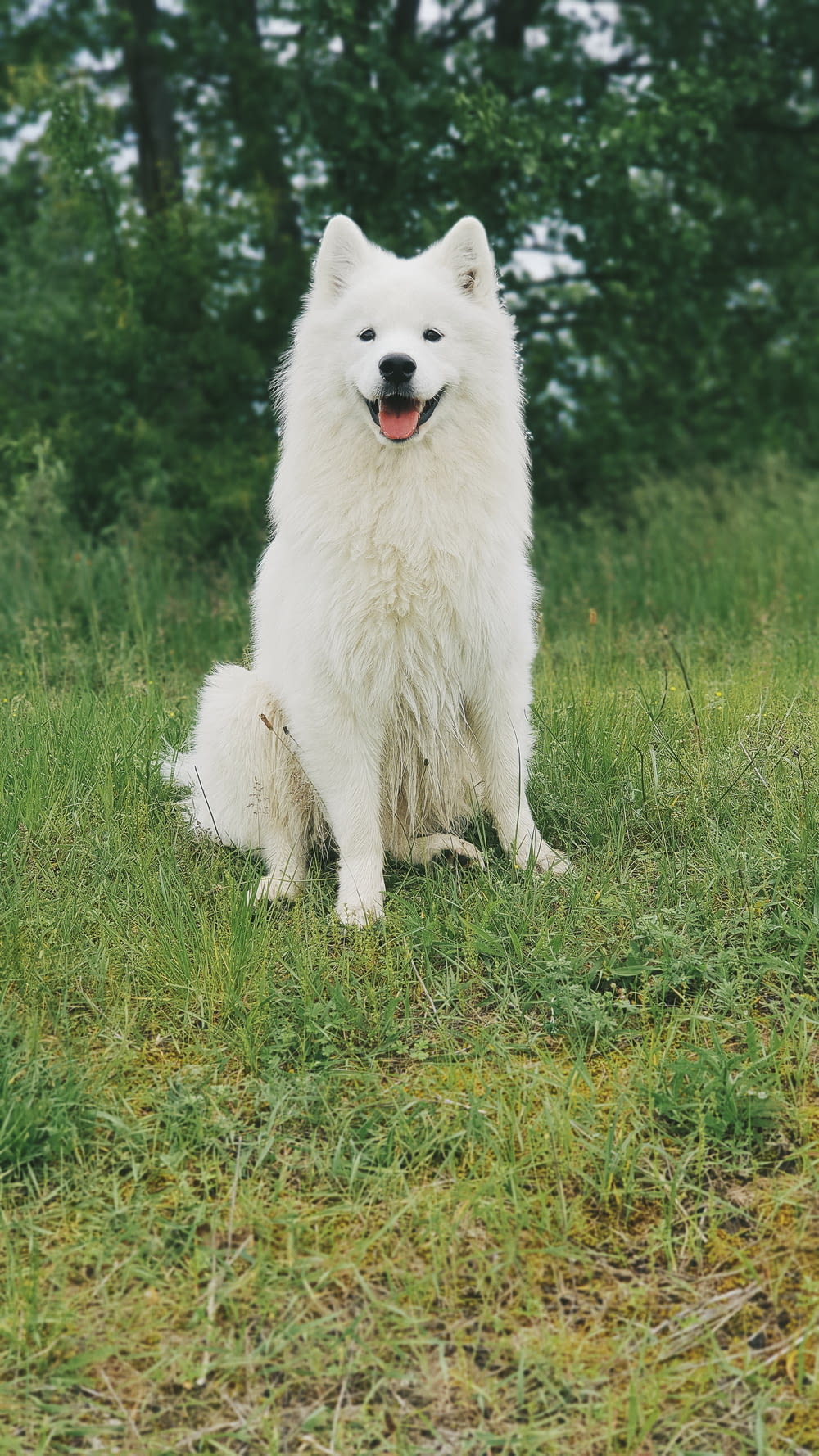 cane bianco a pelo lungo sul campo di erba verde durante il giorno