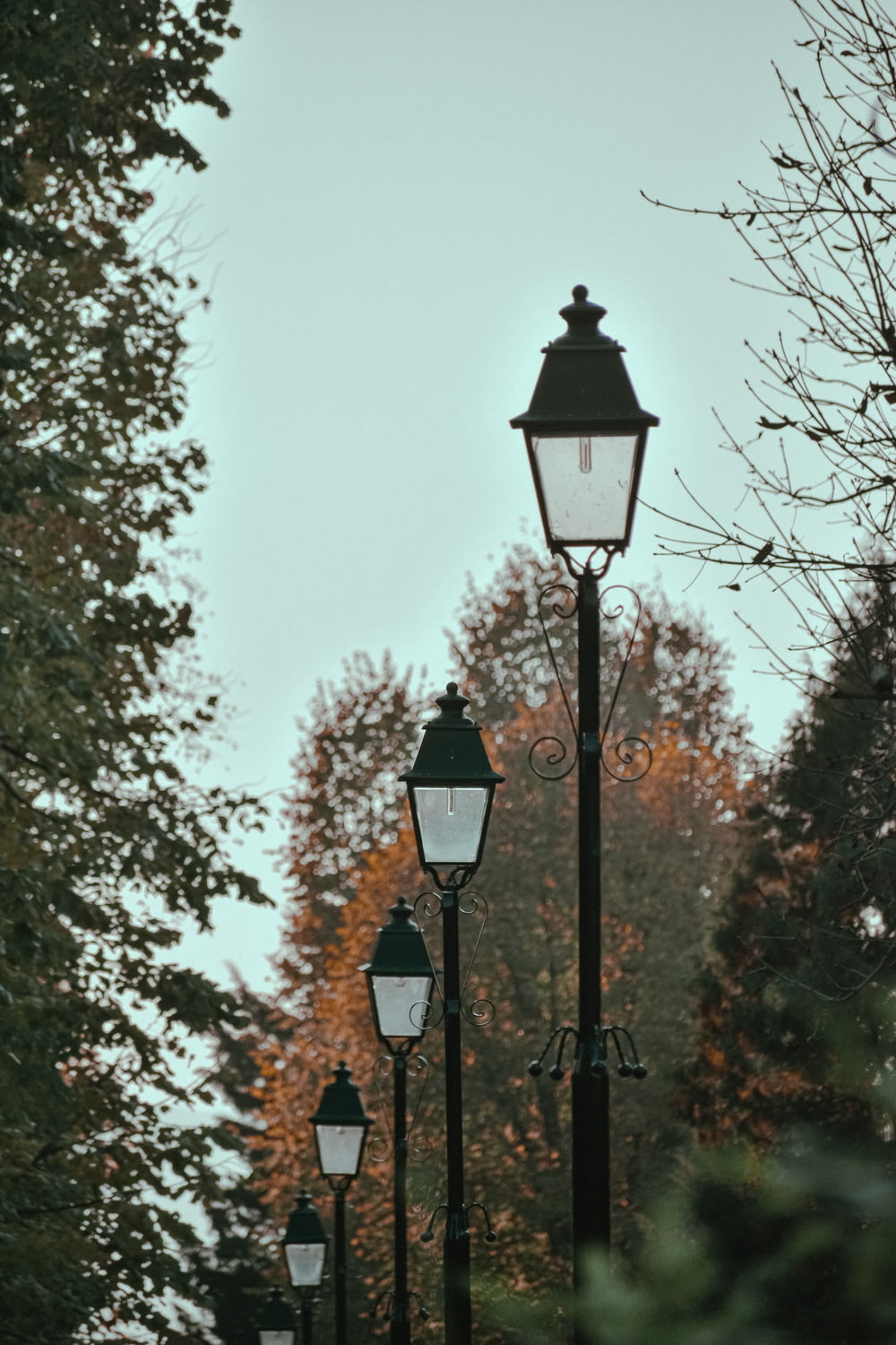 black street light near brown trees during daytime