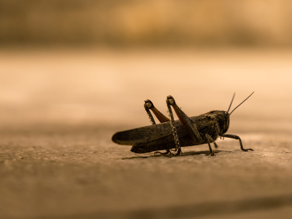 brown grasshopper on brown sand in close up photography during daytime