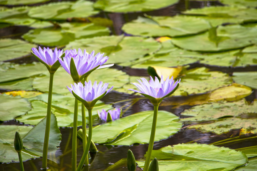 purple lotus flower on water