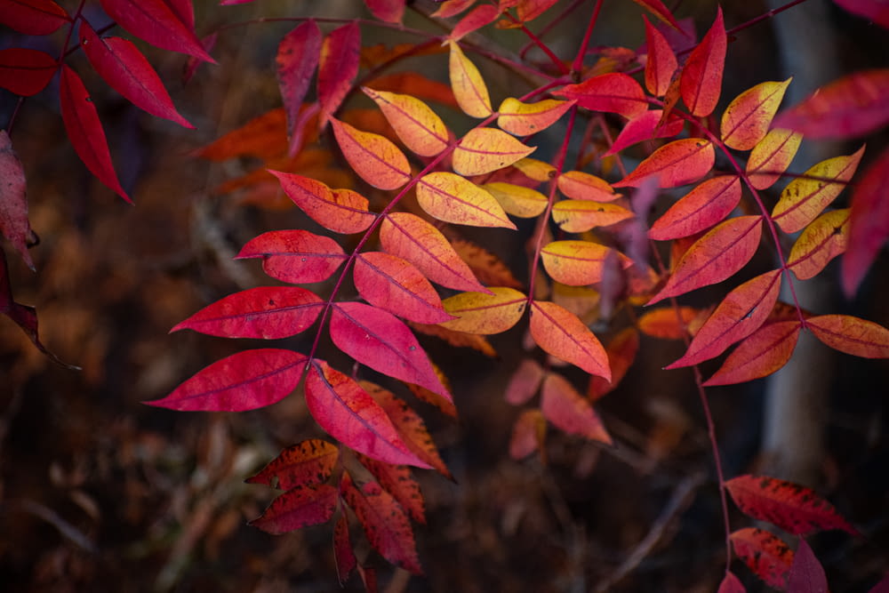 red and yellow leaves in close up photography
